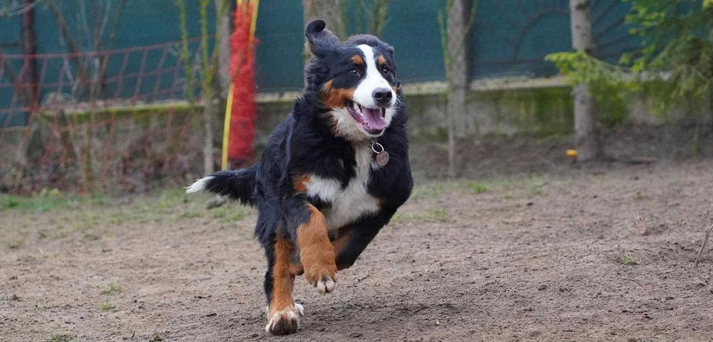 Femela Ciobanesc de Berna