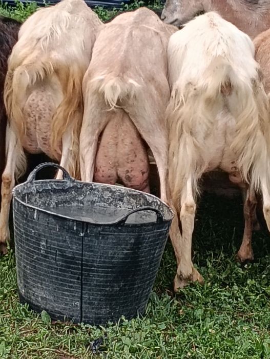 Capre de vânzare bune de lapte.  zane    alpina.   20 de bucăți  450