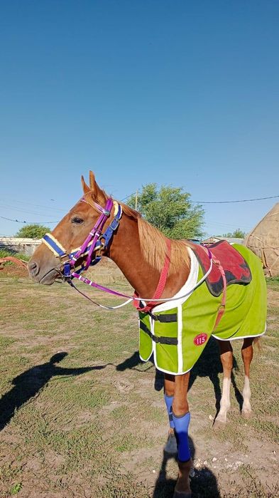 Құнан ға шығады ағылшын