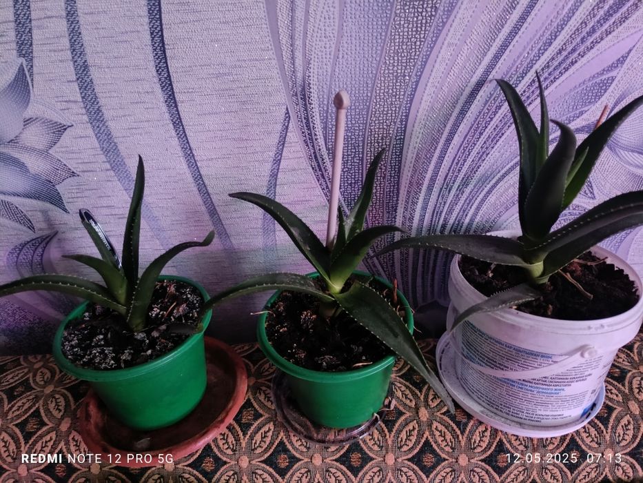 П р о д а м цветок