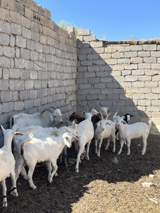 ОРЫС ЕШКЫ Ешкі сатылады 10 ешкі