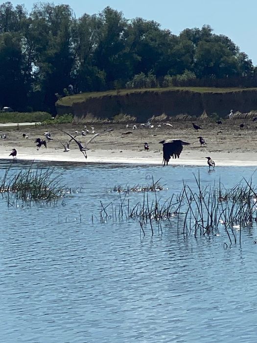 Inchiriere barci, excursii si transport pescari in Delta Dunarii,Dunavatu de Jos