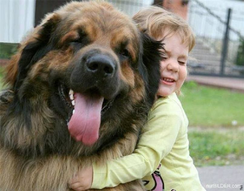 Dresaj canin / lecții de dresaj