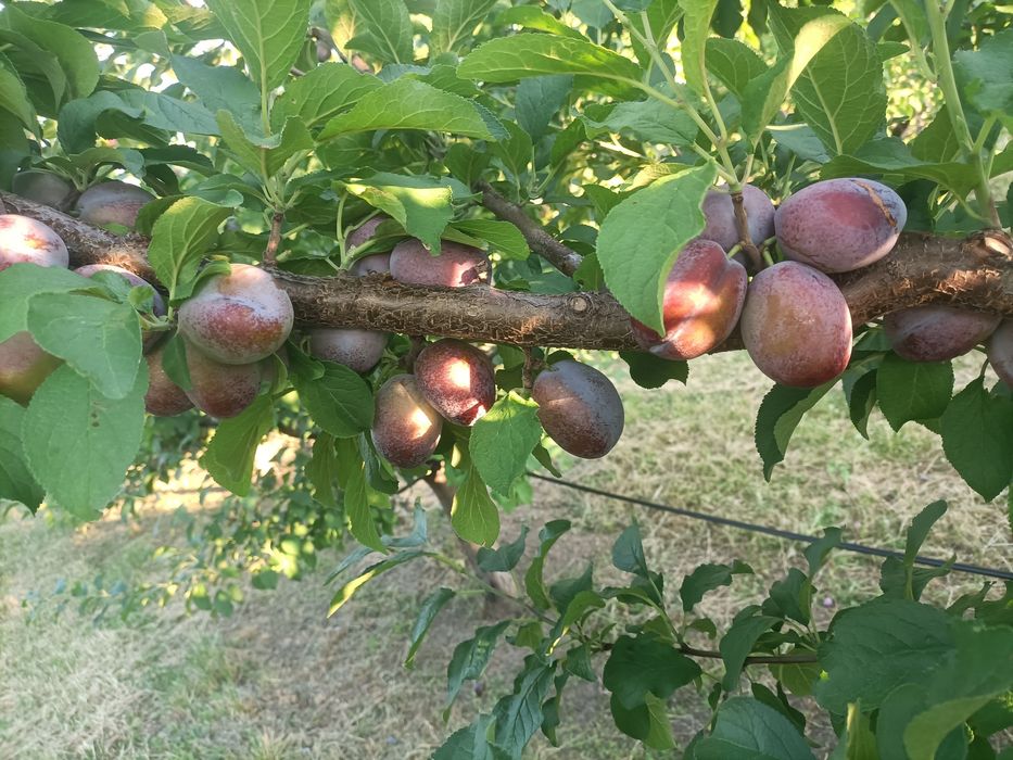Prune Stanley, record,