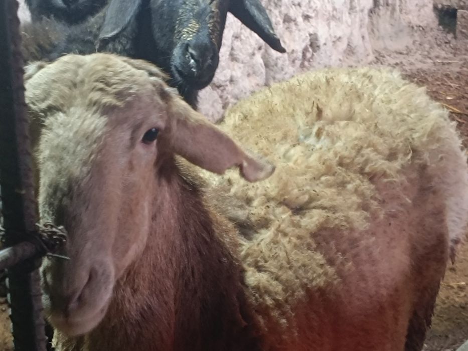 Қӯйлар сотилади 3 дона