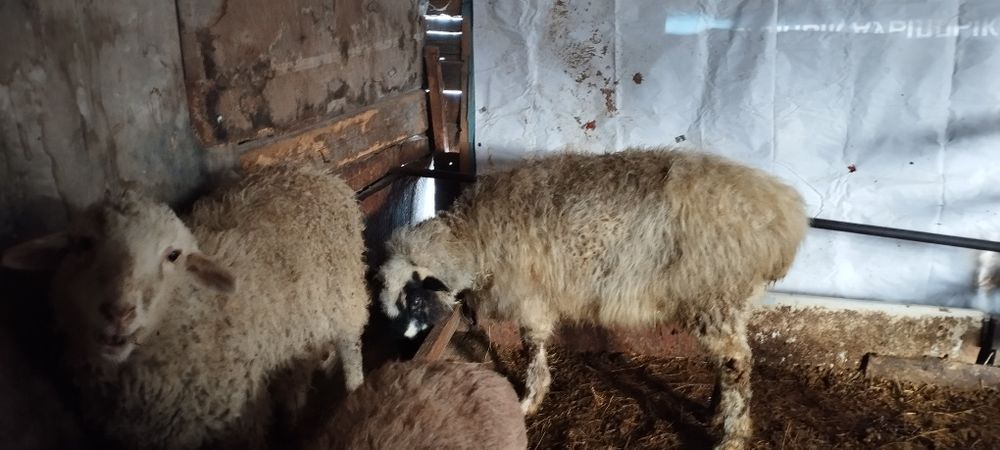 Тоқты, қой сатылады