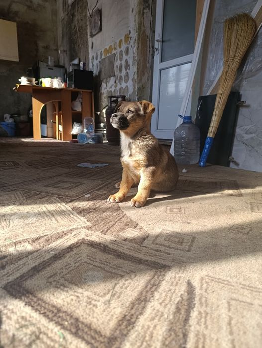 Верные друзья  помогите найти дом малышам