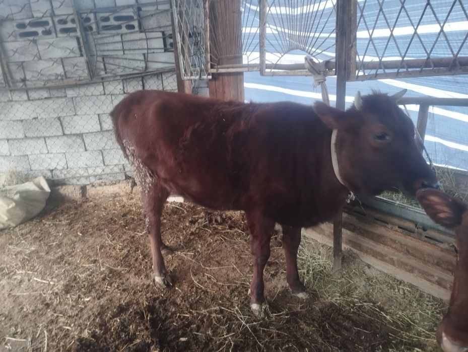 Buguz mollar soriladi