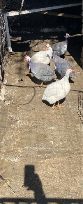 Oua bibilica pentru incubat