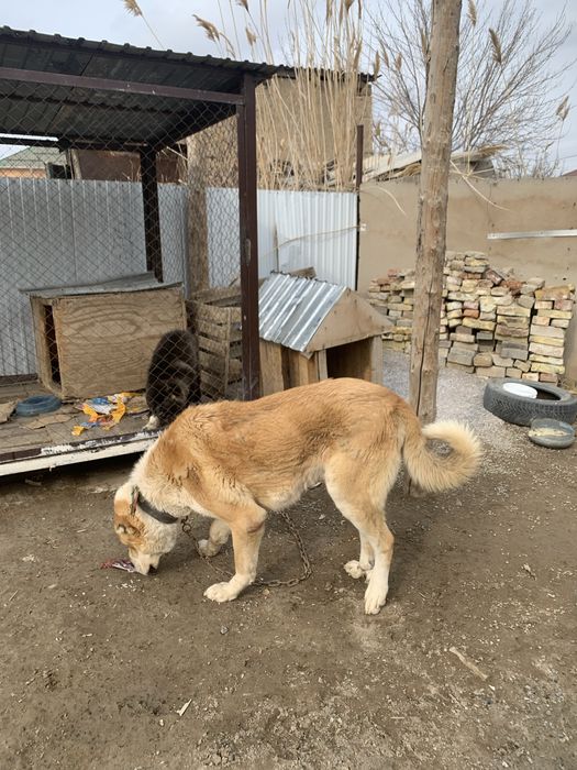 Супер тяж еркек сатылымда