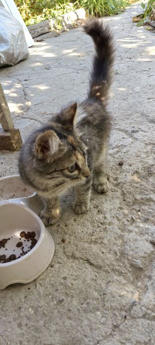 Отдам котёнка девочку ей 2,5 месяца.