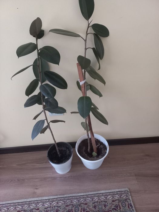 Продается домашные цветы