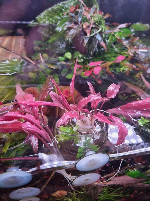 Продам криптокарина фламинго.