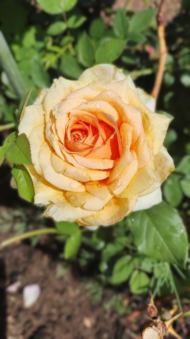 Продам дачу Каучук