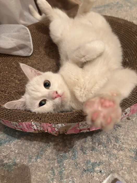 Отдам белую,нежную и ласковую кошечку.Бесплатно