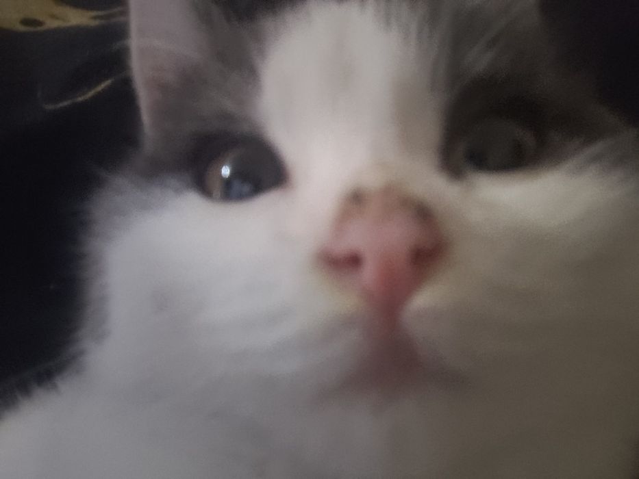 Кошка в добрые руки