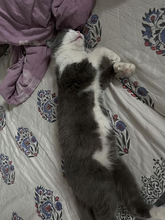 Вислоухий бесплатно Алматы