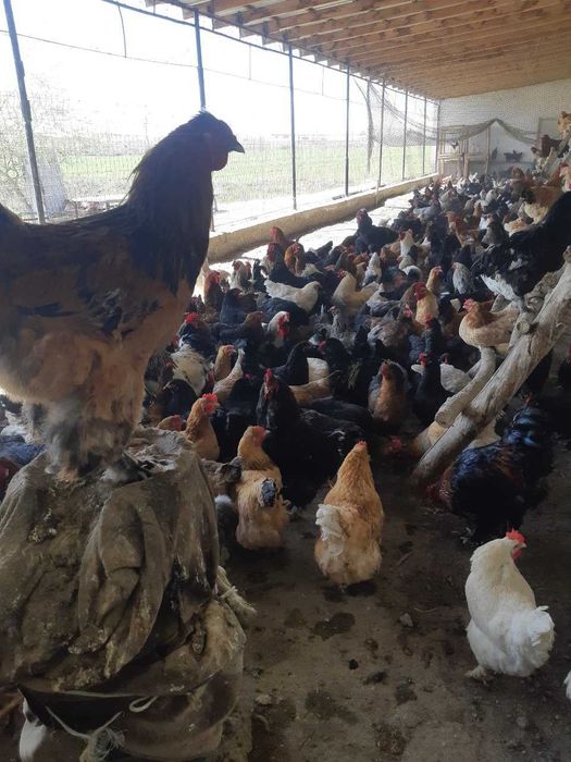 Брама Жужалар сотилади