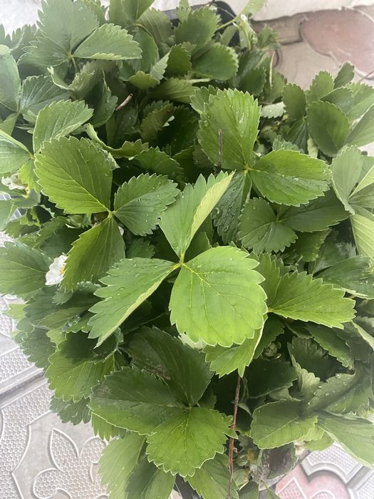 Продам усики клубники