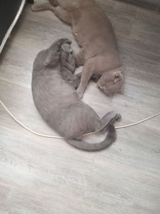 Британские и скотиш фолд котята