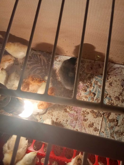 Цыплята домашние