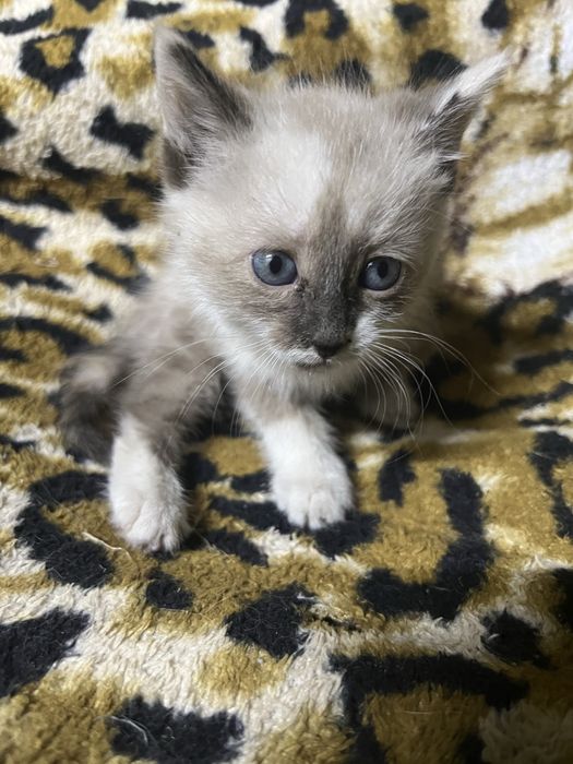 Отдадим котенка девочка
