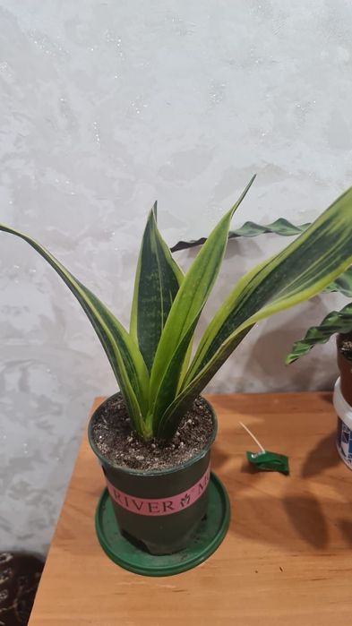 Продам  цветочки