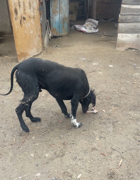 Құмай тазы сатылады!