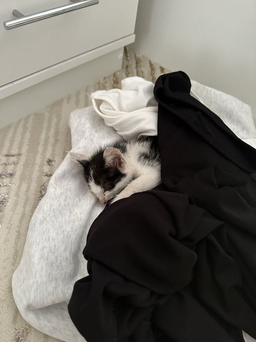 Котенок мальчик…