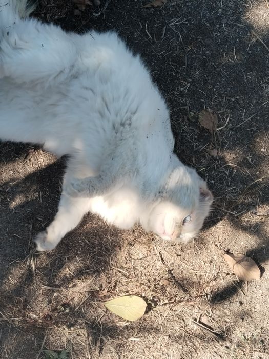 отдам милого кота в ДОБРЫЕ руки.