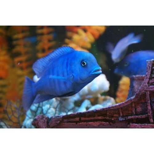 Продам рыбок дельфинов