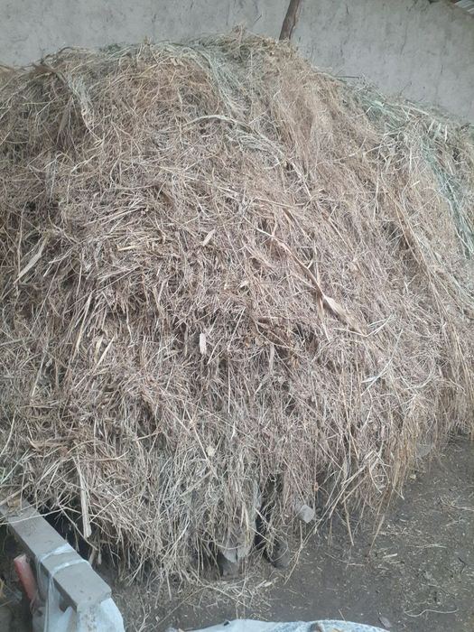 Yaxwi boqilgan Qisir qoylar sotiladi.sigirlar un xashak beda makka bor