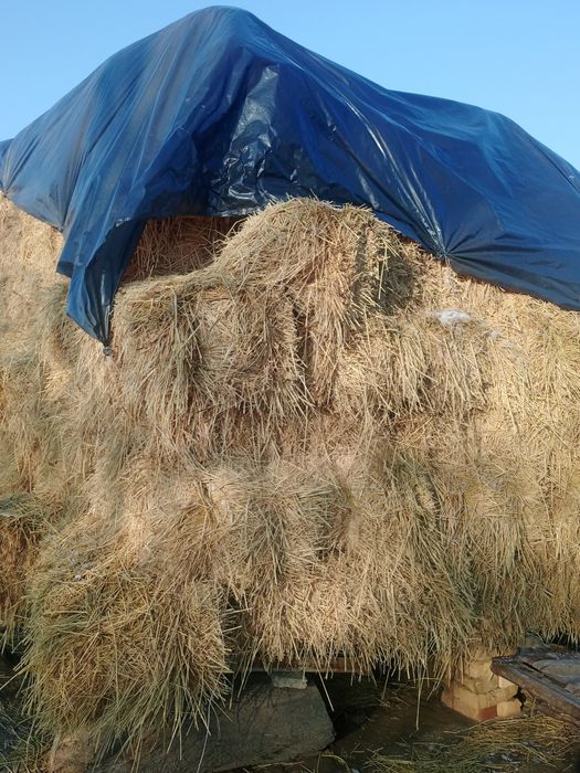 Шоли прес сотилади