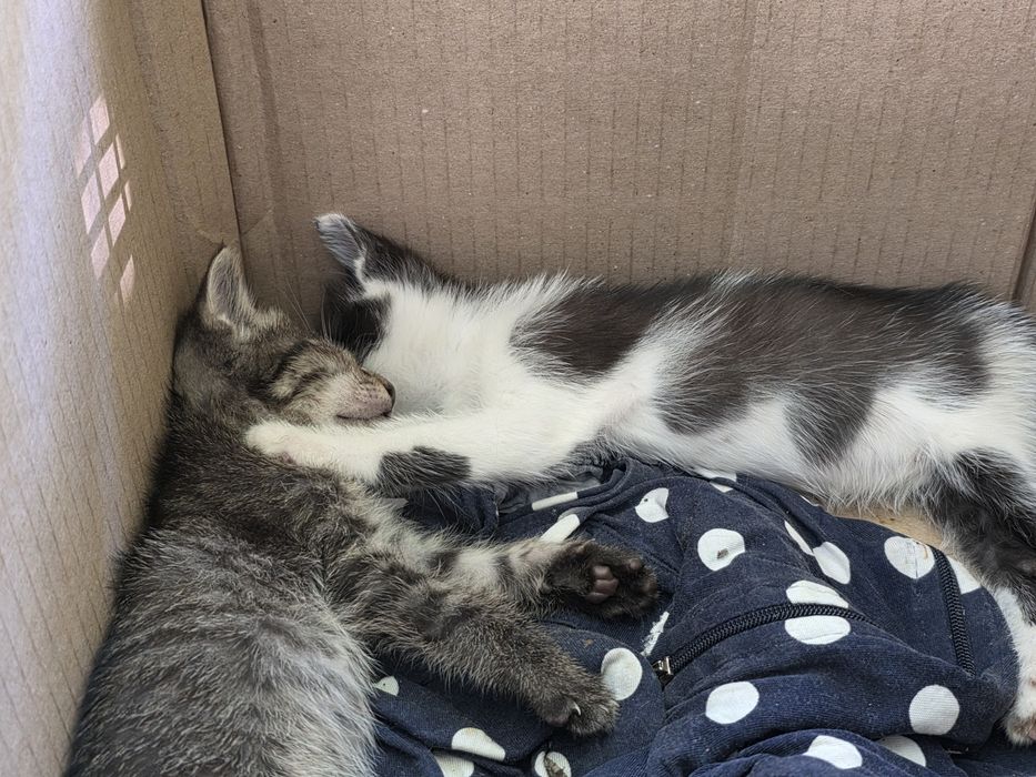 Котята ищут дом!!