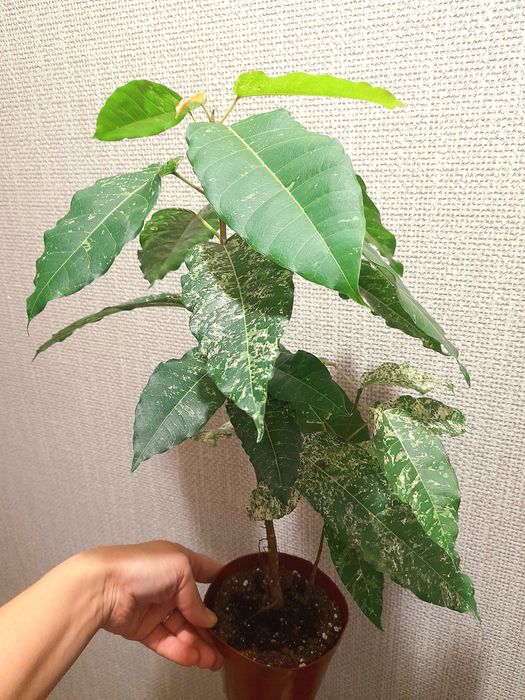 Продам Филодендрон Пинк бикини