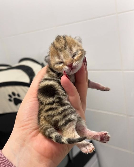 Шотландские котята