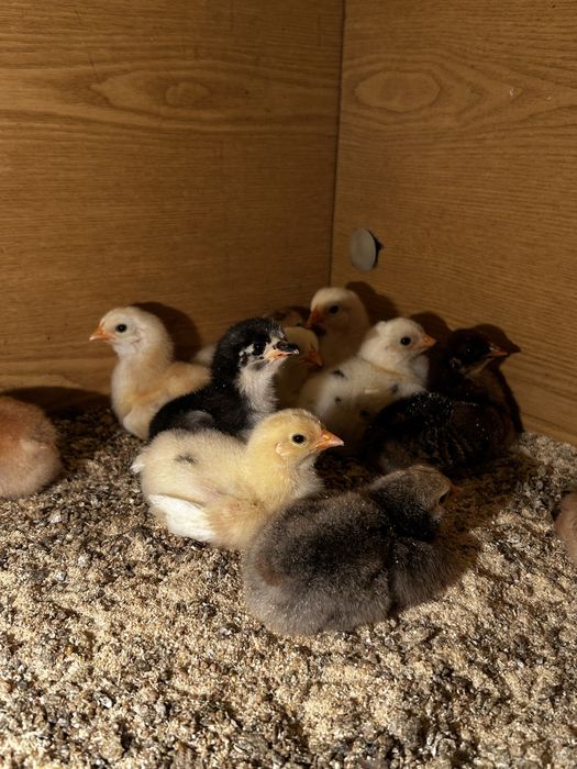 Цыплята недельные продам