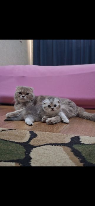 Котята шишила продажа