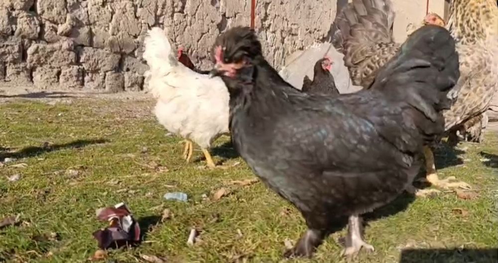 Залатой Себрайт японский