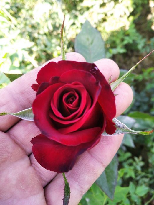 Саженцы роз Атиргул кўчатлар