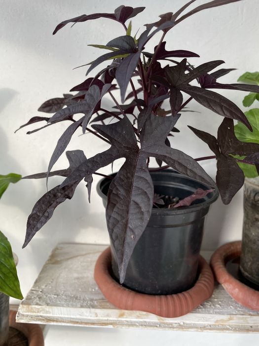 Продам комнатные цветы