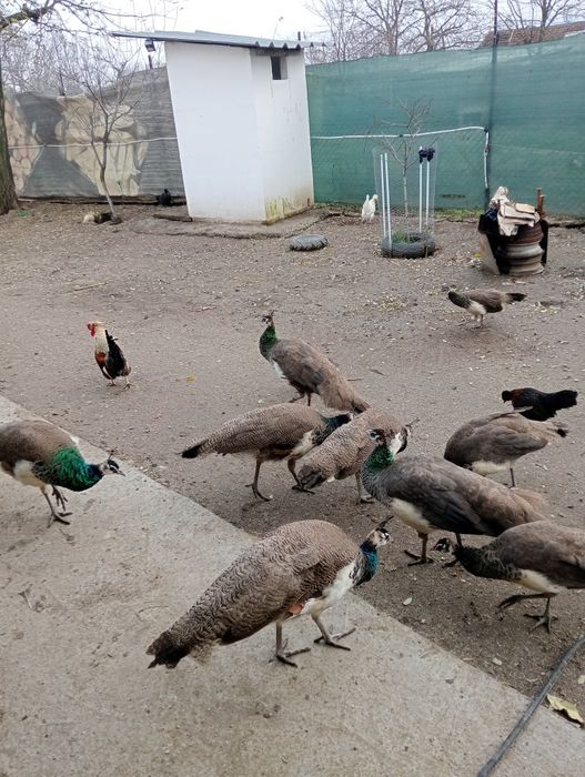 Vând păuni și fazani