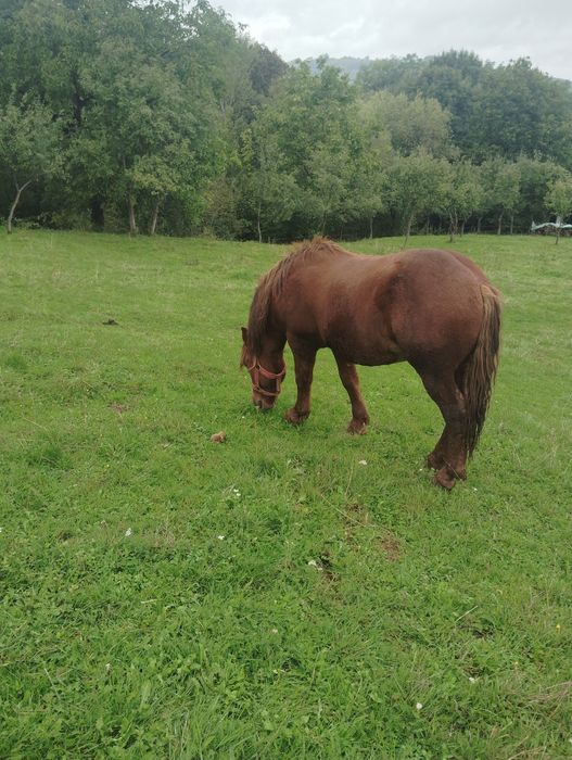 De vânzare mânz ciocolatiu 1,2 luni și mânză sarga 1,3 luni