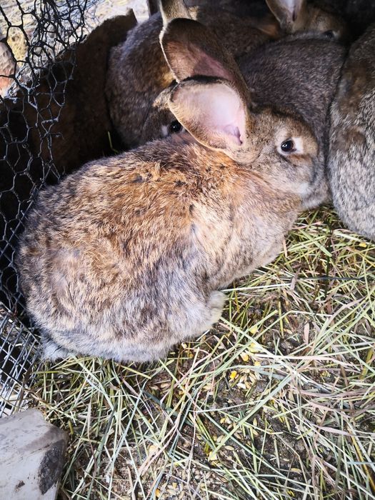 Кролы от 6мес по 6000тг. С. Ключи