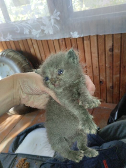 Срочно отдам котят