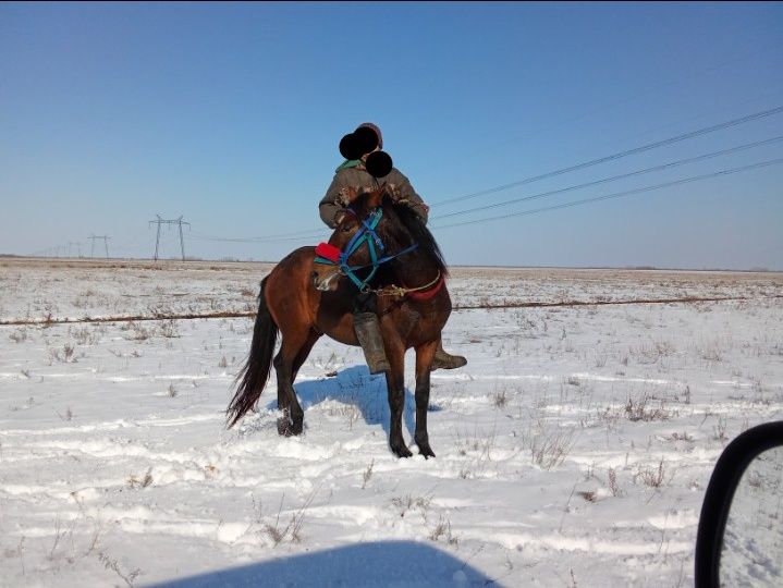 Үш жасар құнан семіз согымға үйірге