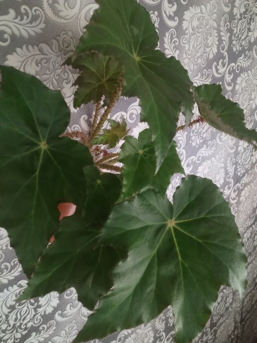 Бегонии Сингониумы