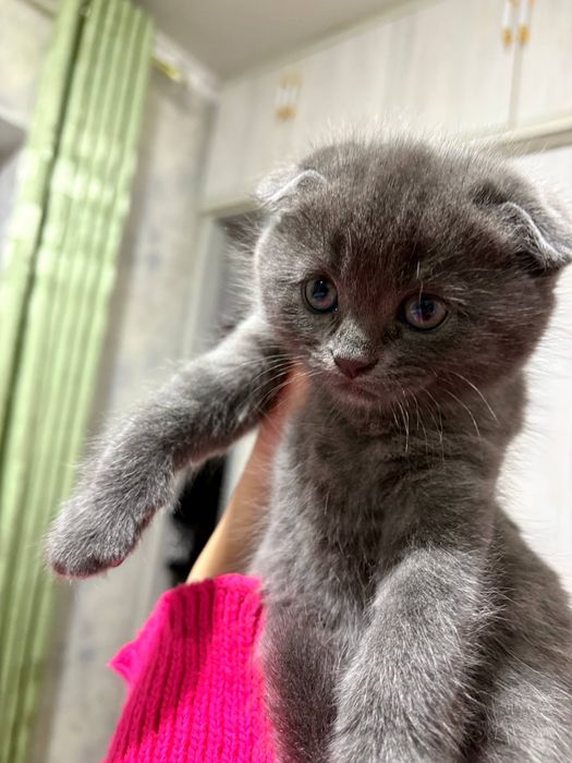 Вислоухие котята