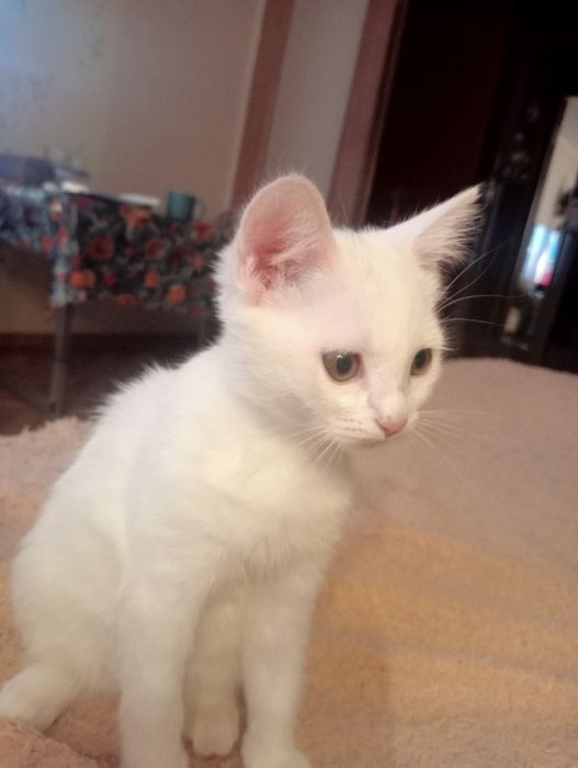 Котенок - девочка ищет  себе новый дом.