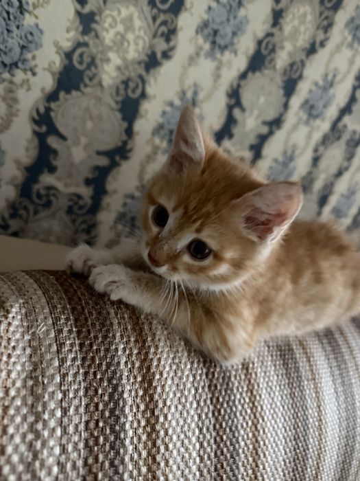 Отдам кота в хорошие руки